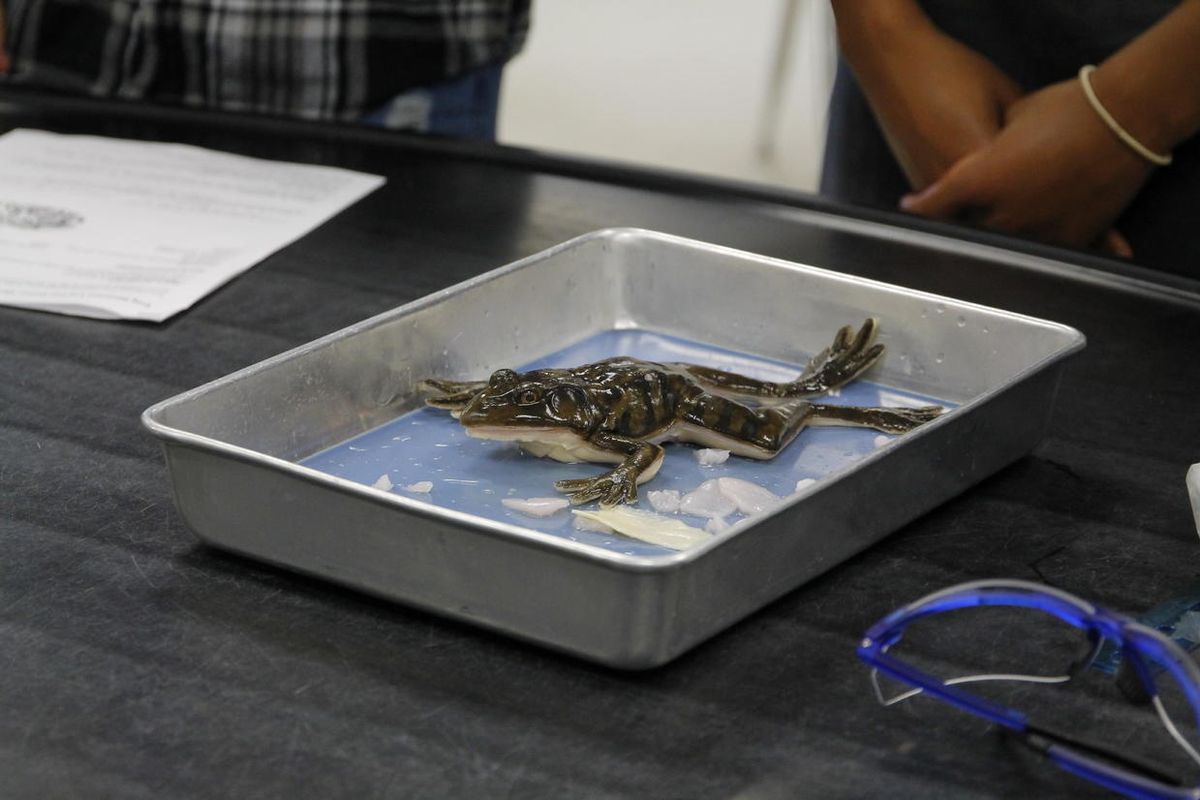 A Florida high school just became the first classroom to dissect synthetic frogs
