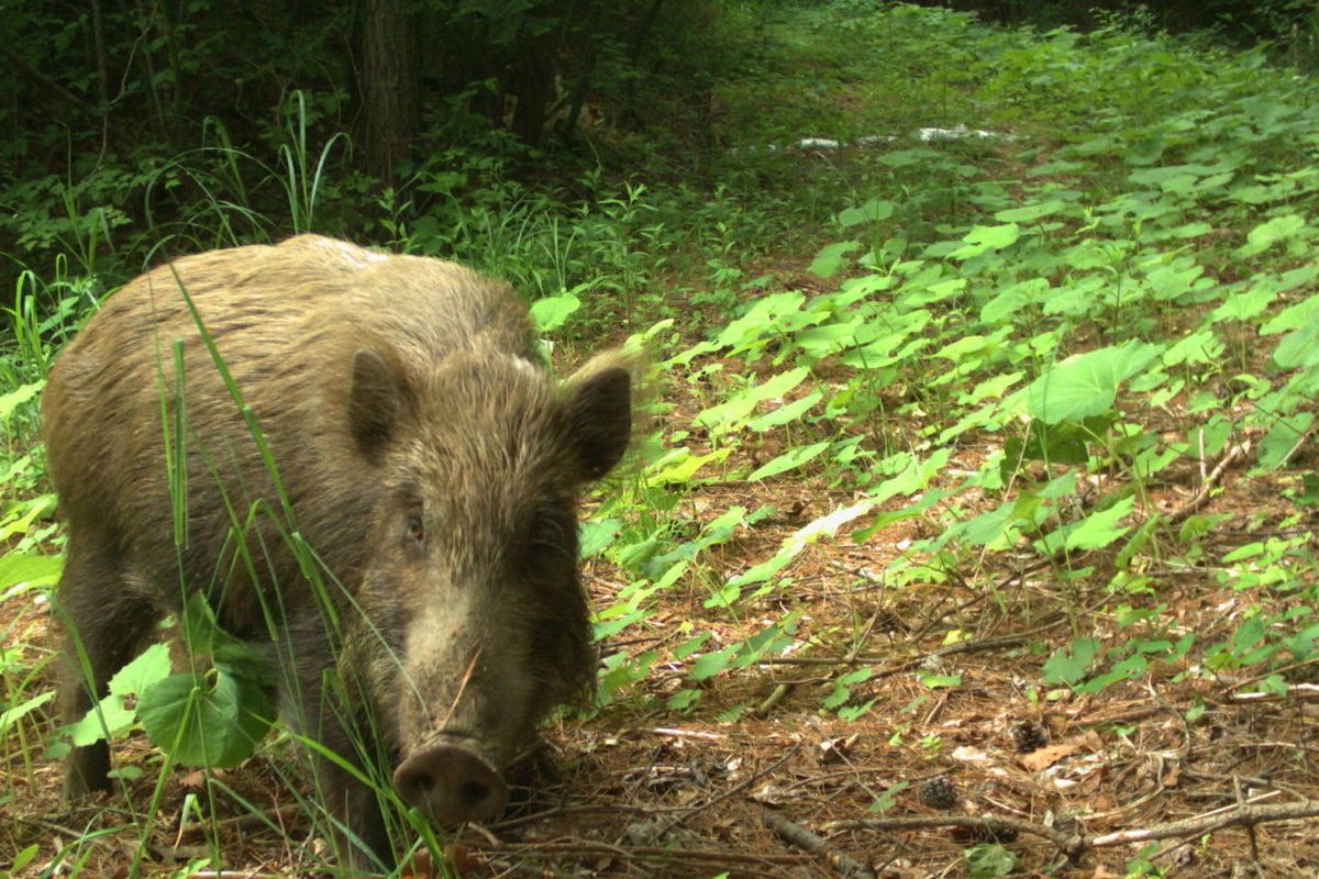 The areas around Fukushima are  still contaminated, but wildlife is somehow thriving