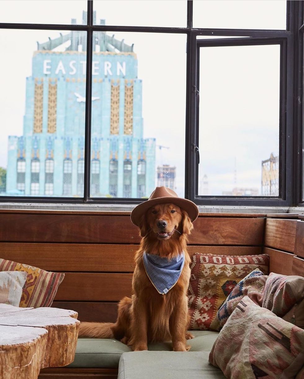 14 Dog Friendly Hotels Down The California Coast 7x7 Bay Area