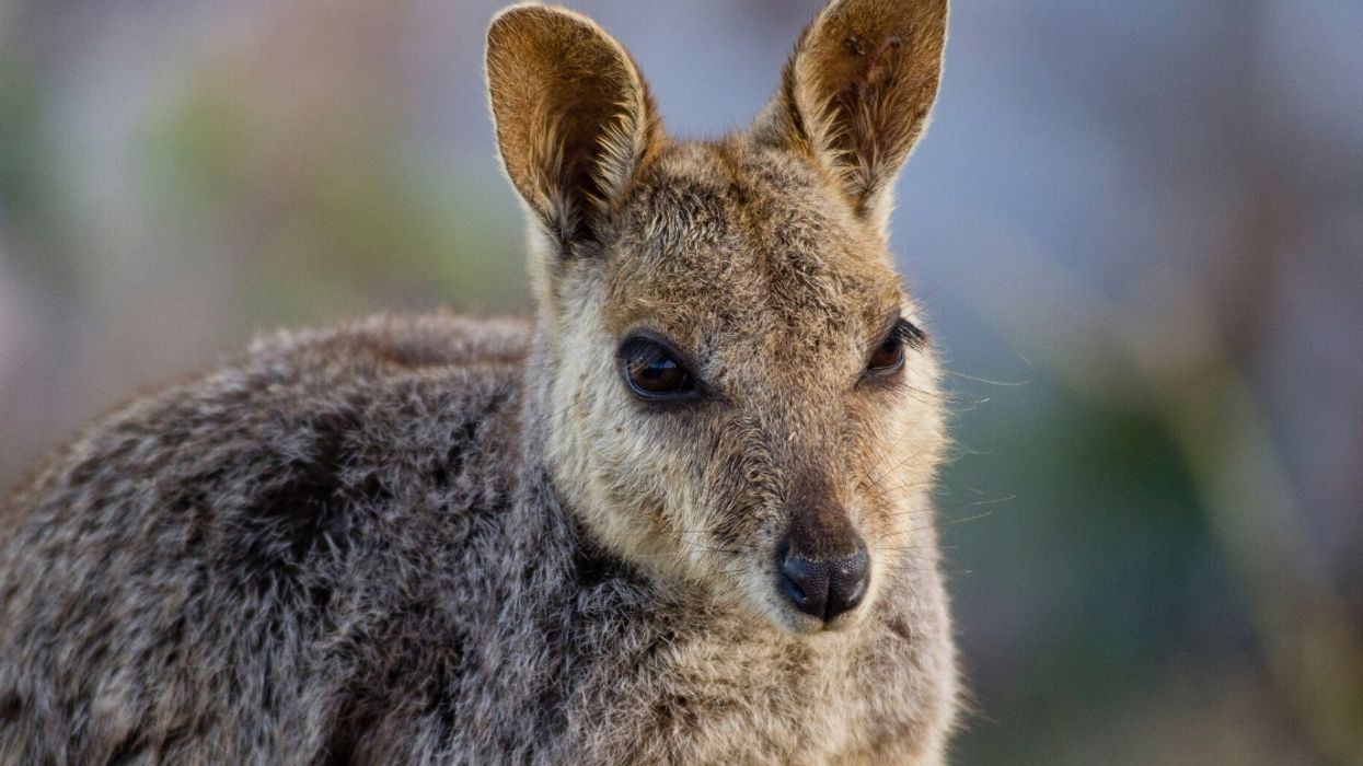 Dad Shares Powerful Image Of His Heartbroken Young Son Cradling A Wallaby Killed By The Australian Bushfires In His Arms