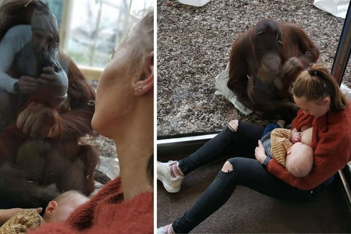 Breastfeeding mom's touching encounter with an orangutan has people swooning—and debating