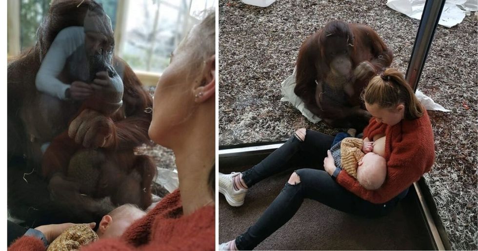 Breastfeeding mom's touching encounter with an orangutan has people swooning—and debating