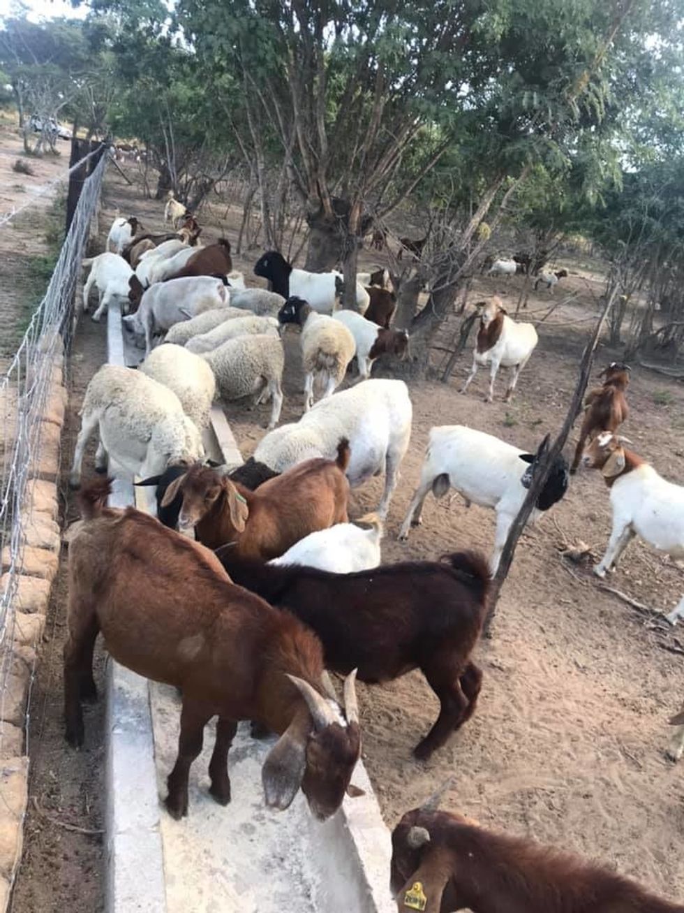 Buy Boer and Kalahari goats online