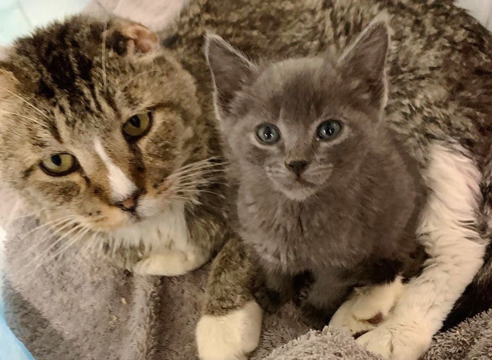 Stray Kitten Who Needs a Friend, Finds Cat to Cuddle, She Won't Let Go ...