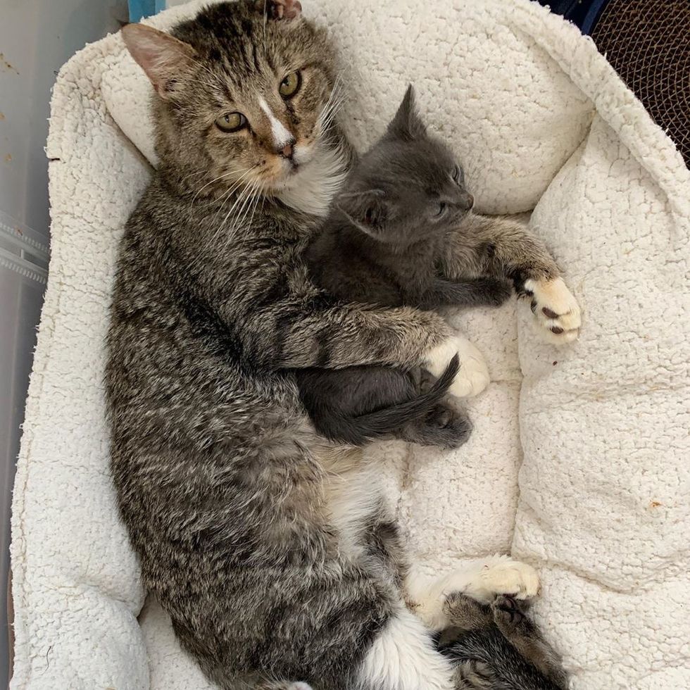 Stray Kitten Who Needs a Friend, Finds Cat to Cuddle, She Won't Let Go ...