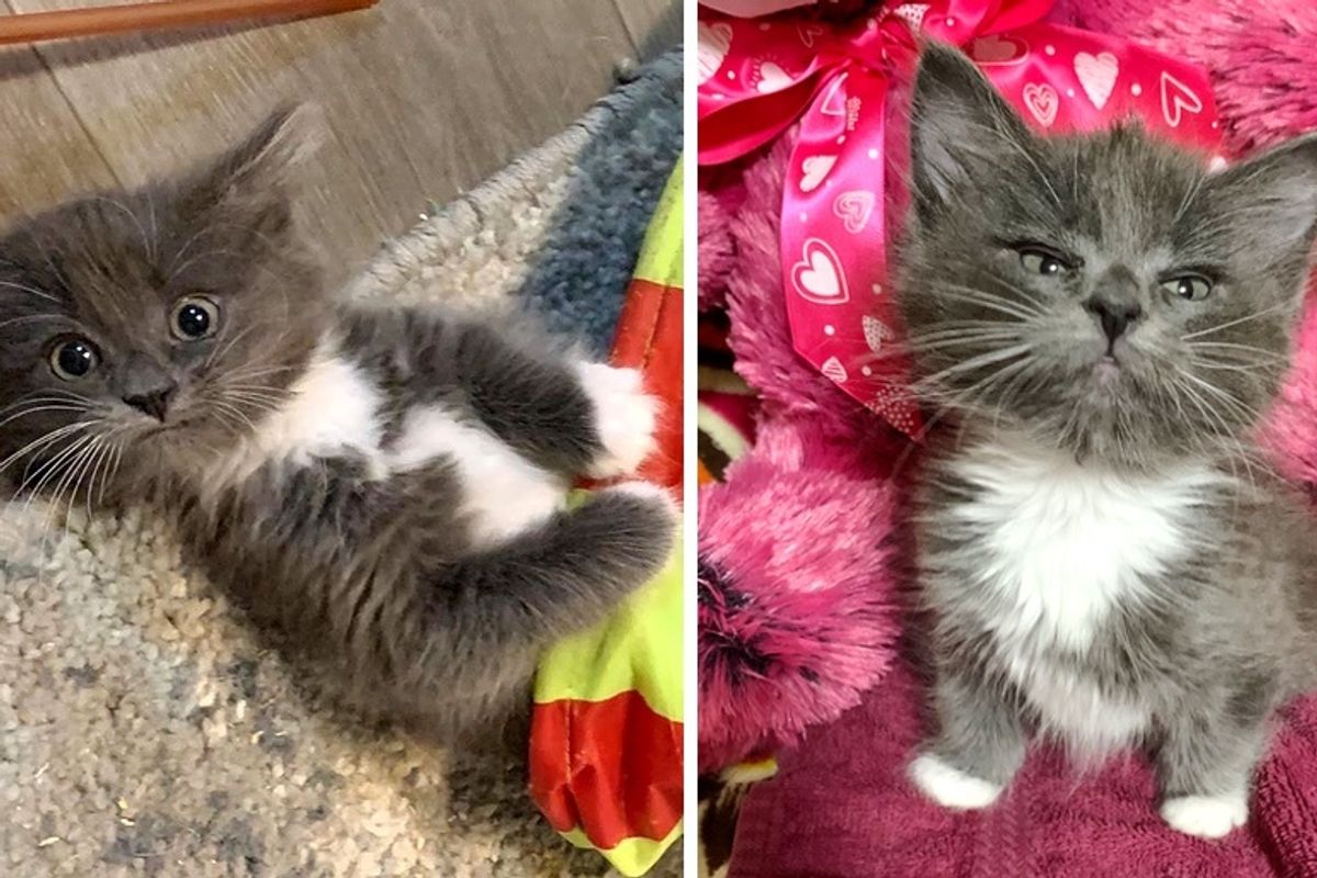 Kitten with Twisted Legs Finds a Family She Always Wanted