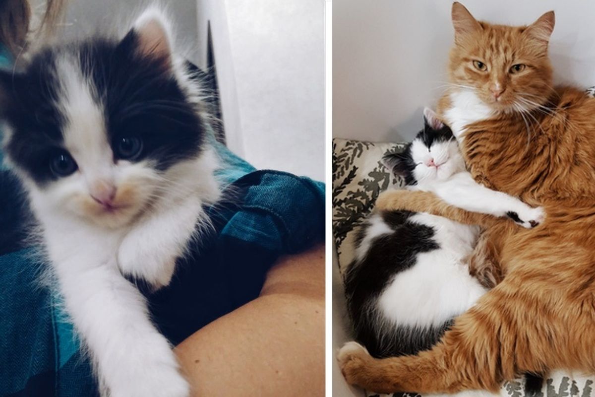 Family Cat Takes Stray Kitten Under His Wing After She was Found in the Woods