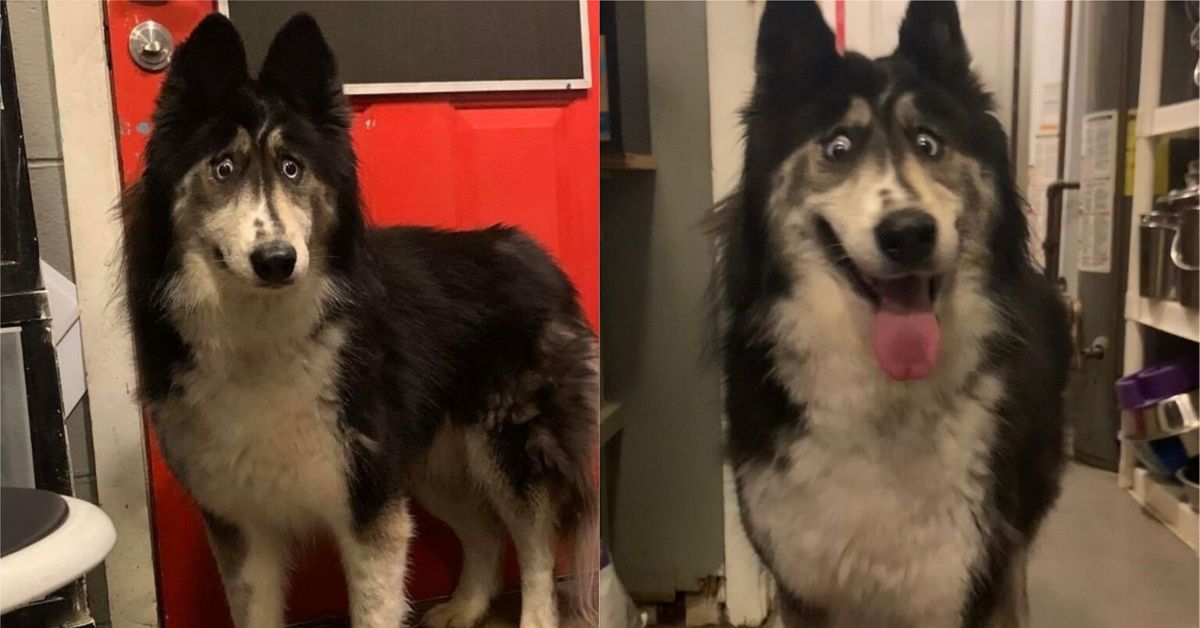 Husky Rejected By Breeder For Having 'Weird' Eyes Gets Adopted After Viral Plea To Find A Family To Love Her