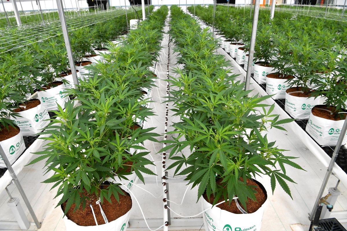 Liberalizzazione cannabis su Milleproroghe, Pro Vita & Famiglia: «Non chiamatelo blitz, né furbata. È una truffa»