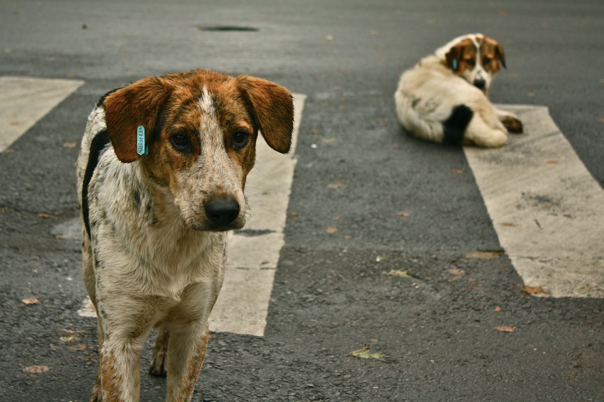 Dogs can understand human gestures, even if they've never been around humans