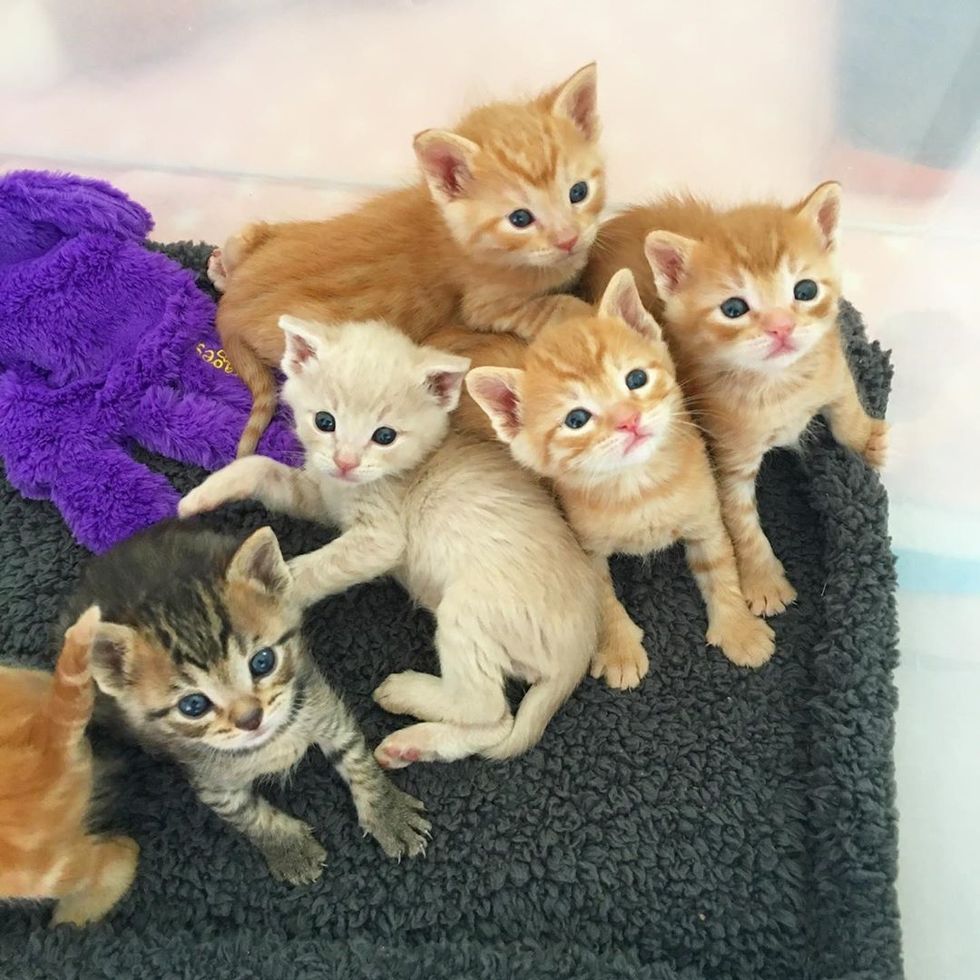 Workers Rescued Kittens Born in a Tire and Got Them Help Just in Time ...