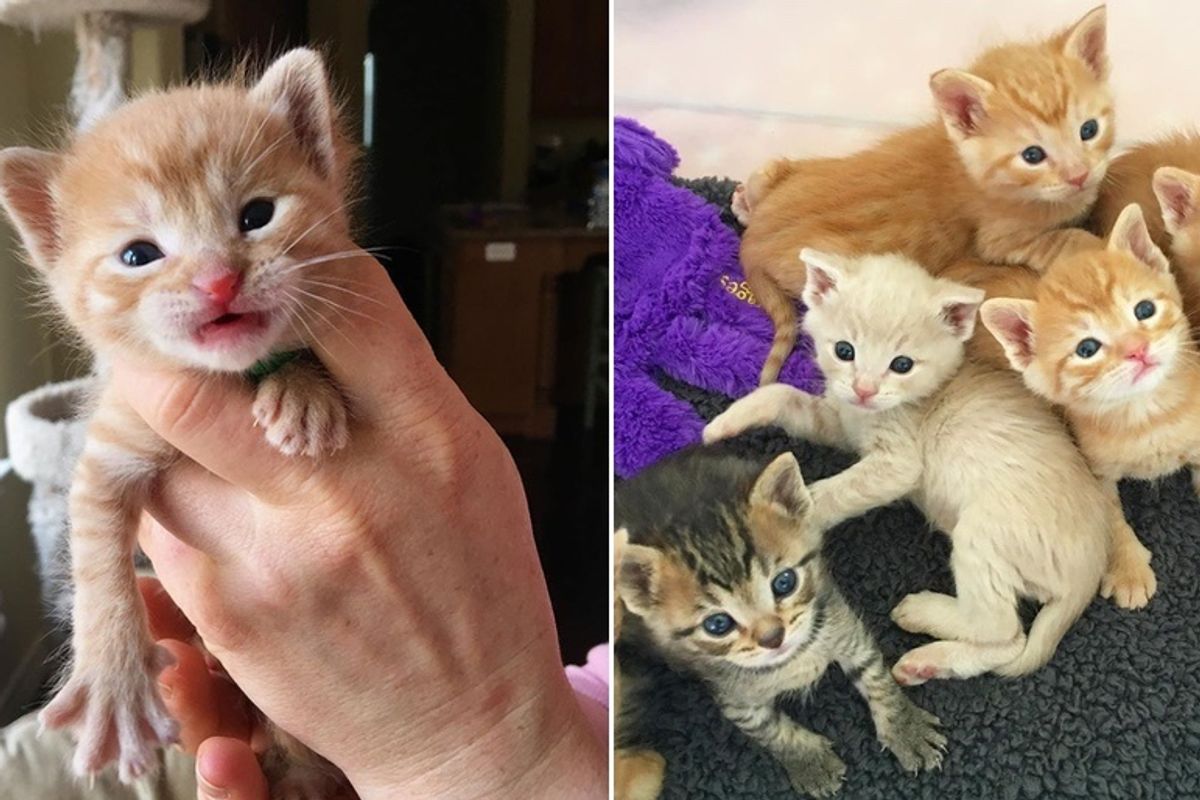 Workers Rescued Kittens Born in a Tire and Got Them Help Just in Time