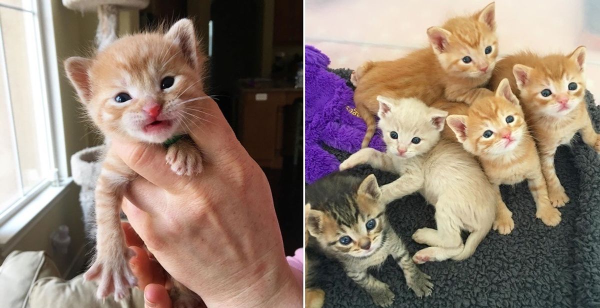 Workers Rescued Kittens Born in a Tire and Got Them Help Just in Time