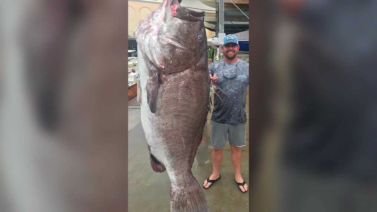 Fisherman catches massive 350-pound grouper off the Florida coast