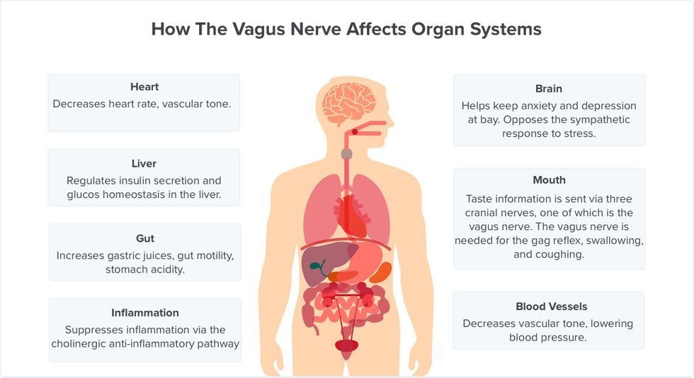 the-vagus-nerve-its-many-roles-and-functions-vagus-nerve-nerve