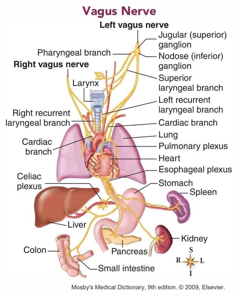 11-symptoms-of-vagus-nerve-dysfunction