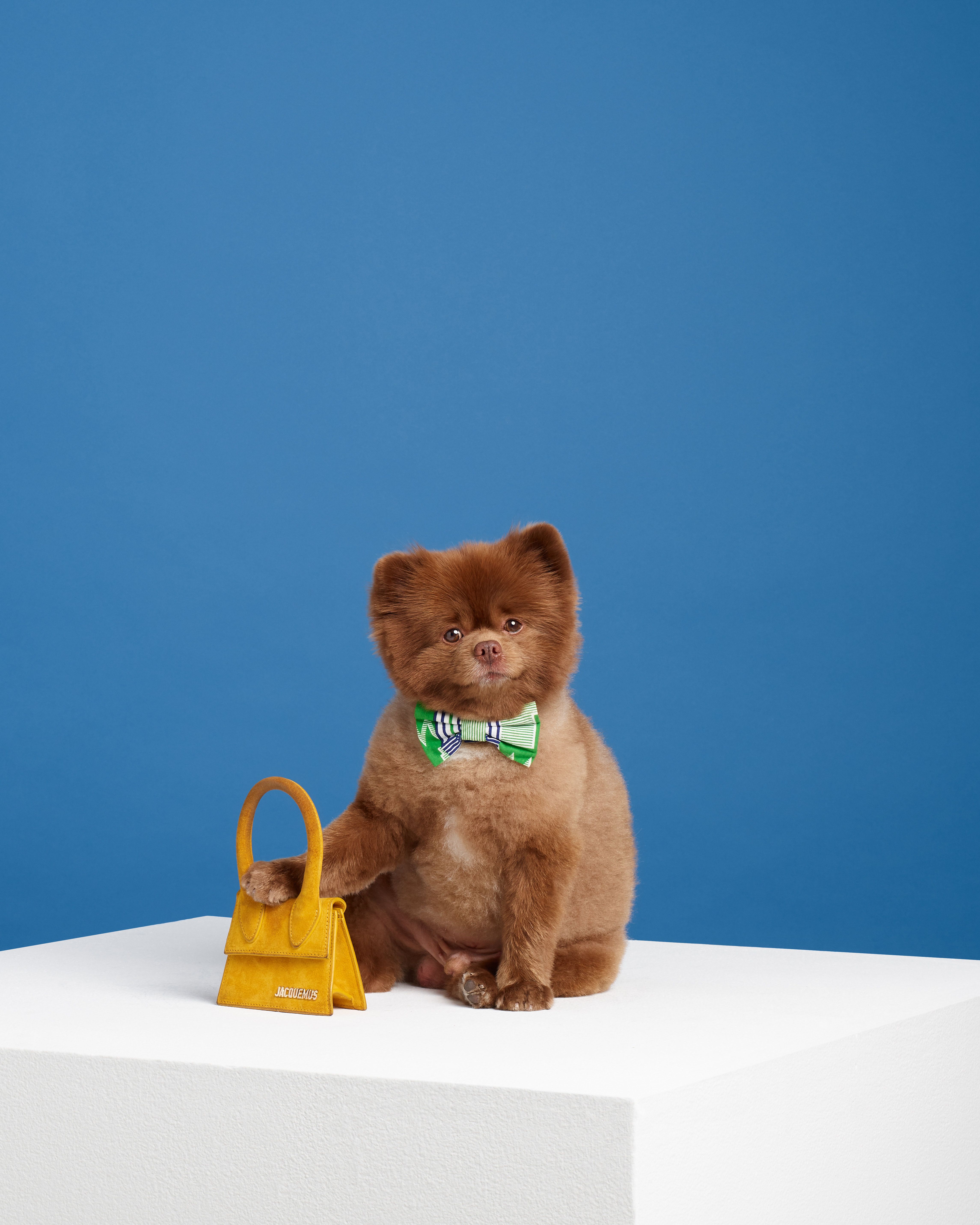 pet playlist