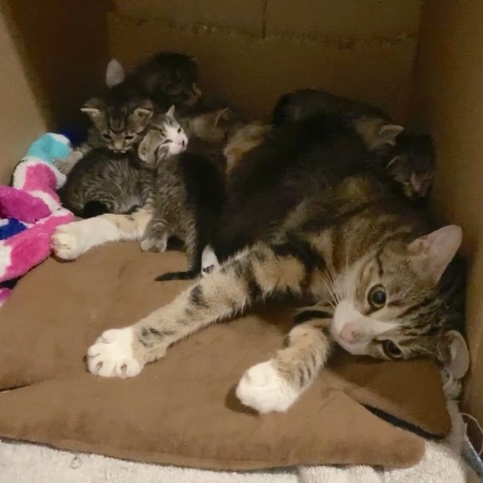 Sanitation Workers Found Cat and 6 Kittens in Back Seat of Impounded ...