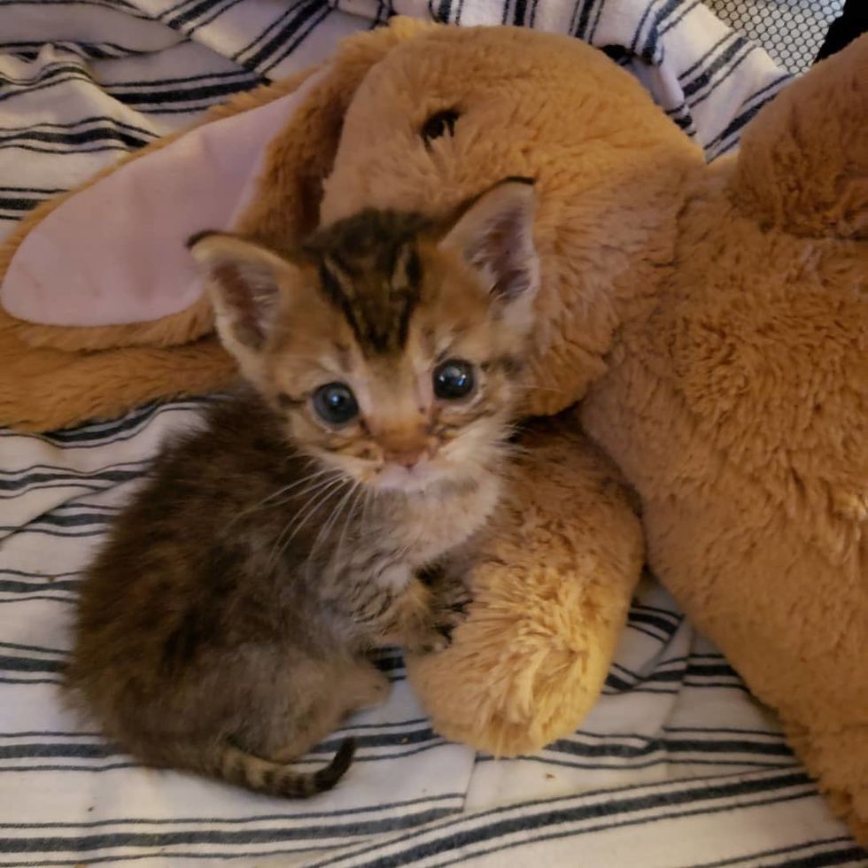 Pint-sized Kitten So Happy to Have Shoulder to Sit on After He Was