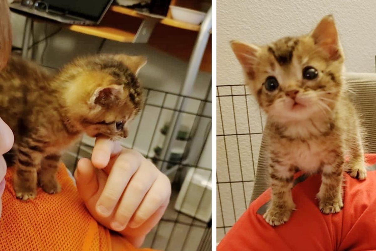 Pint-sized Kitten So Happy to Have Shoulder to Sit on After He Was Rescued