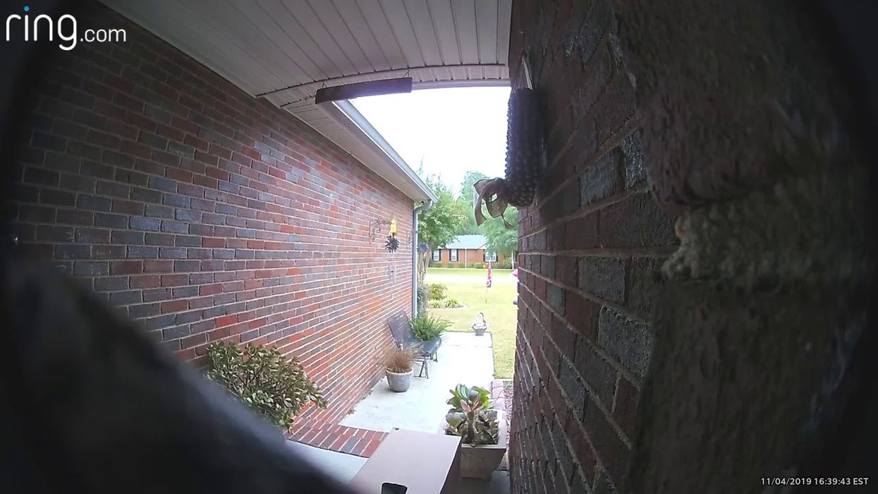 Snake gets up close and personal with Georgia doorbell camera in hair-raising video