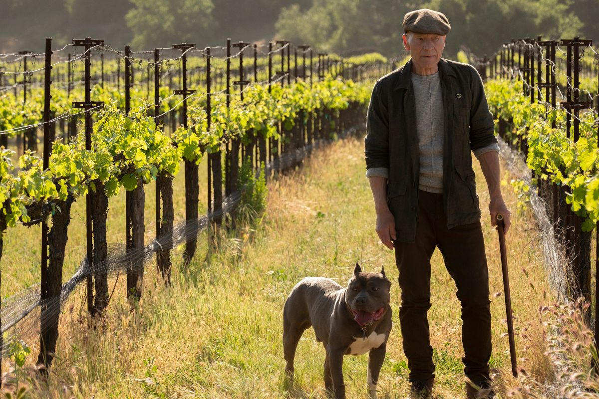 Sir Patrick Stewart in a vineyard.