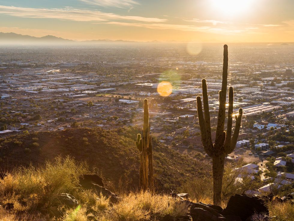 Cactus in the hills above Phoenix Arizona