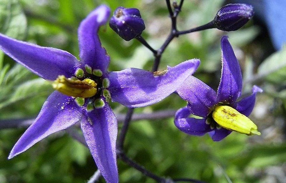The Most Poisonous Flowers In the World The Journiest