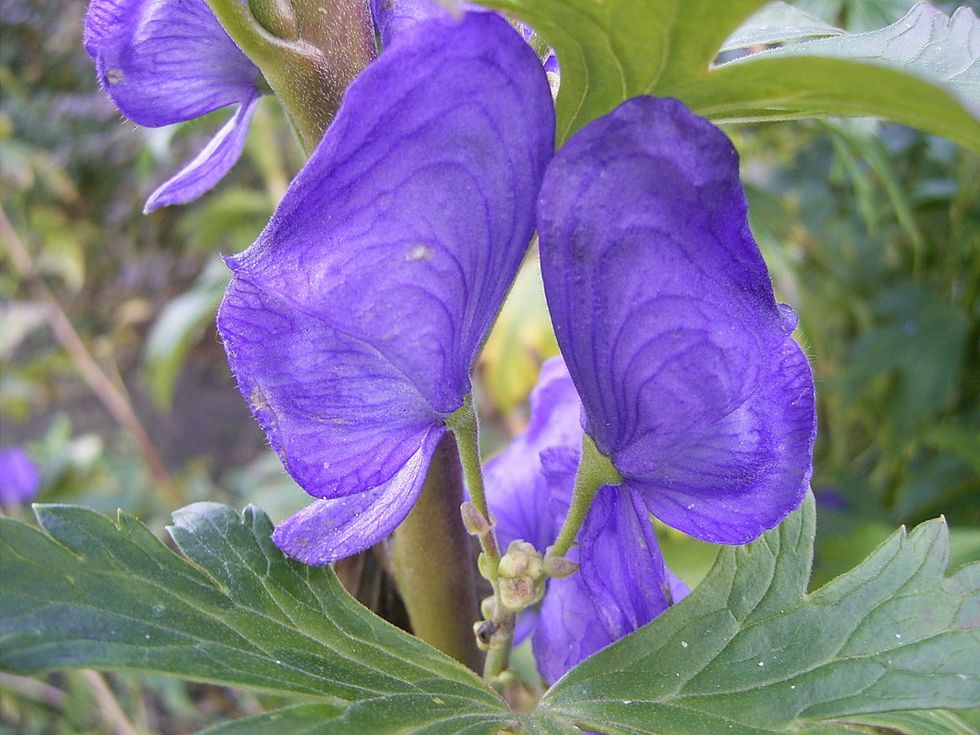 The Most Poisonous Flowers In the World The Journiest