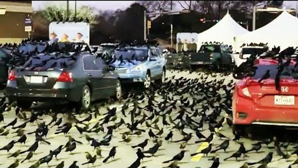 Watch hundreds of Grackles take over a Houston parking lot