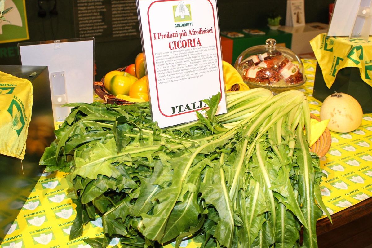 Amor di Cicoria. Le dolcissime virtù di quest’erba dall’inconfondibile sapore amaro