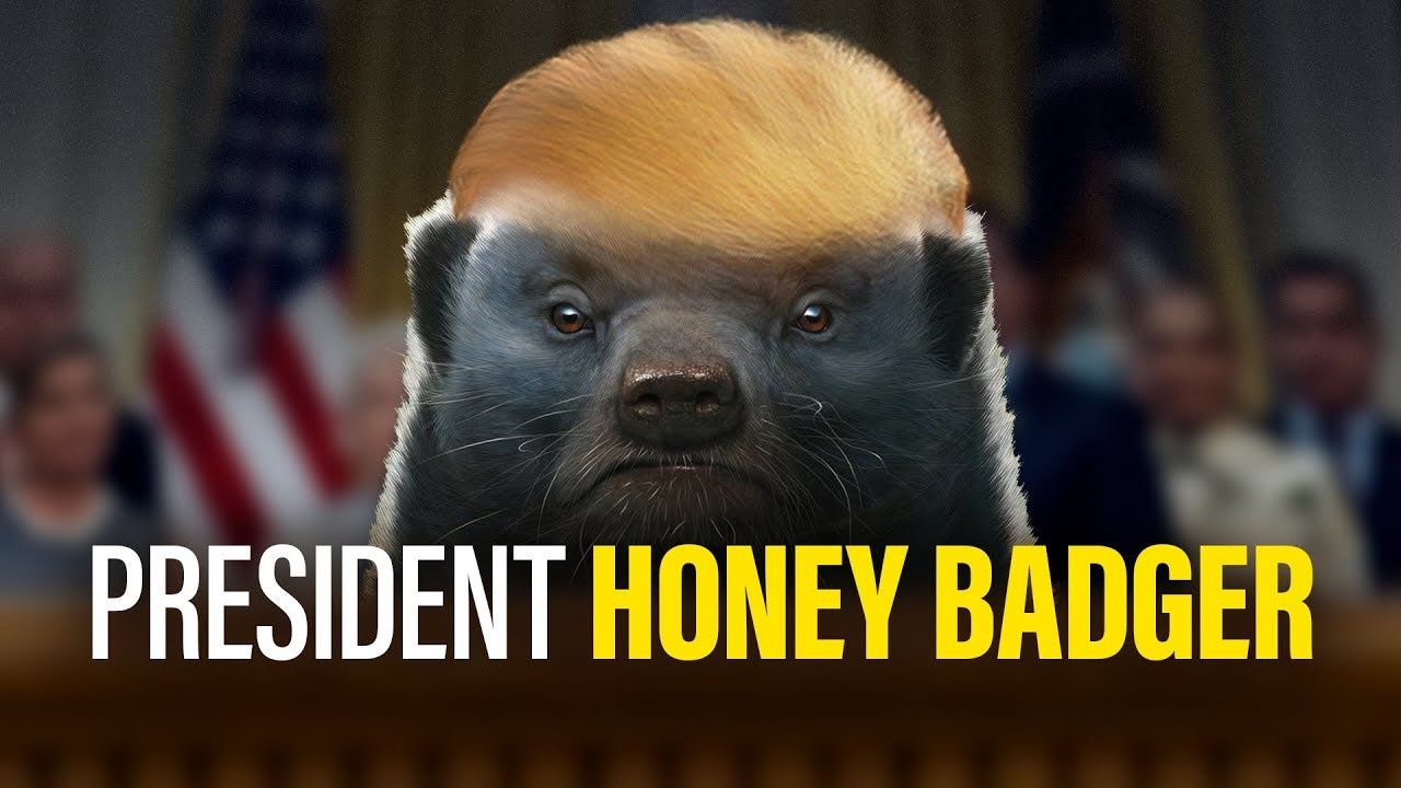 President Honey Badger : The most fearless in all of the animal kingdom