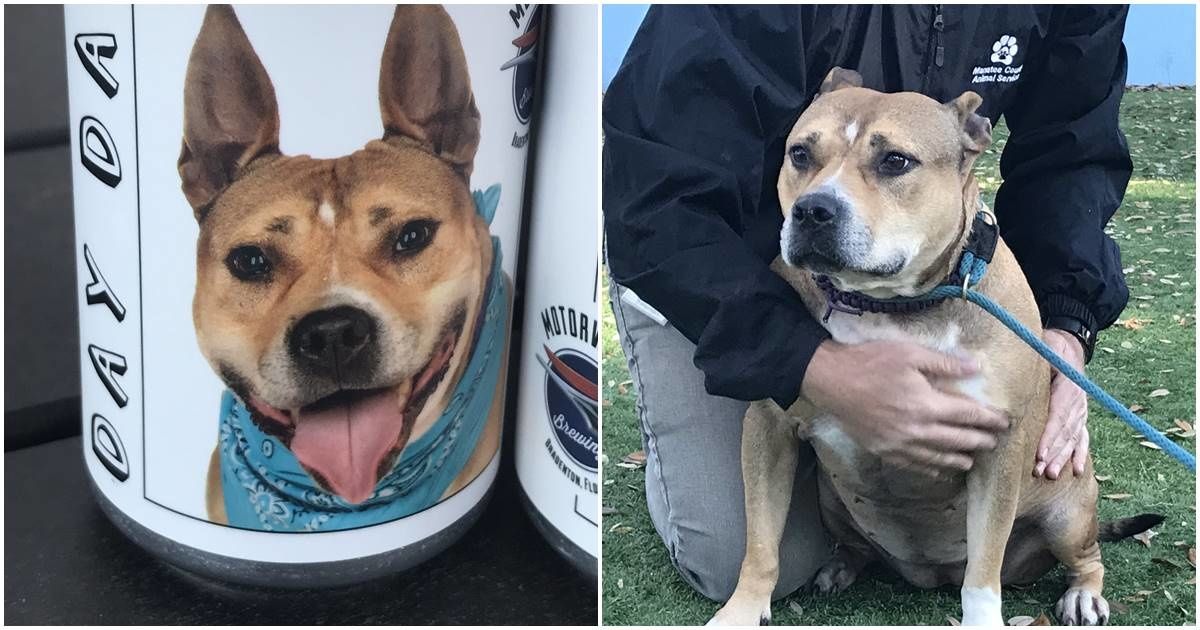 Woman miraculously finds a dog lost three years ago after spotting it on a beer can