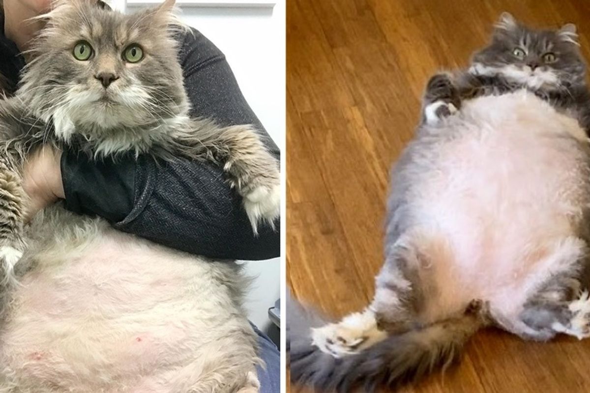 Cat Came to a Rescue to Start Weight Loss Journey After He Lost His Home
