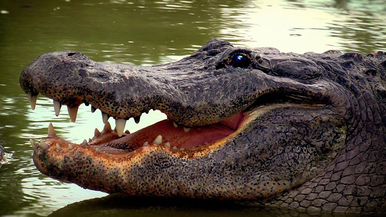 See alligator take a chomp out of Burmese python in the ultimate Florida Everglades showdown