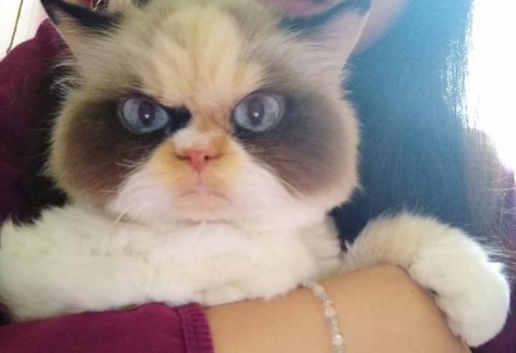 Grumpy Shelter Cat Gets Adopted. Doesn't He Look Happy Now? - Love Meow