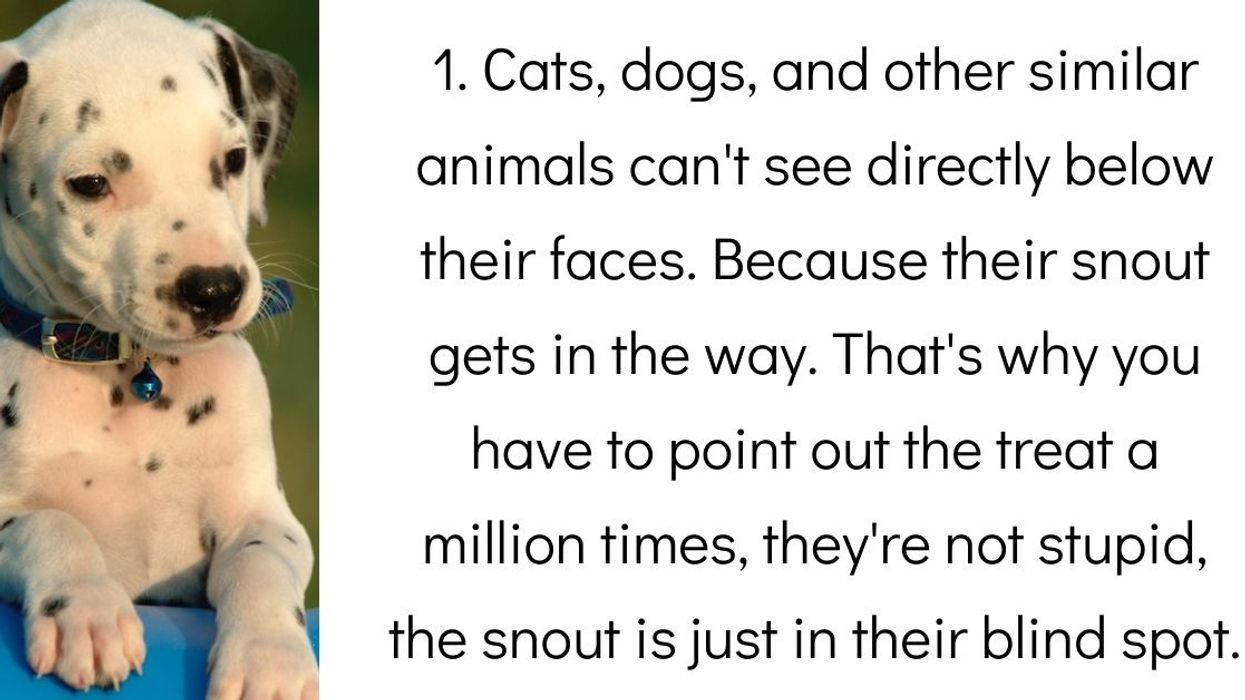 People Share The Best Little-Known Facts They've Ever Learned