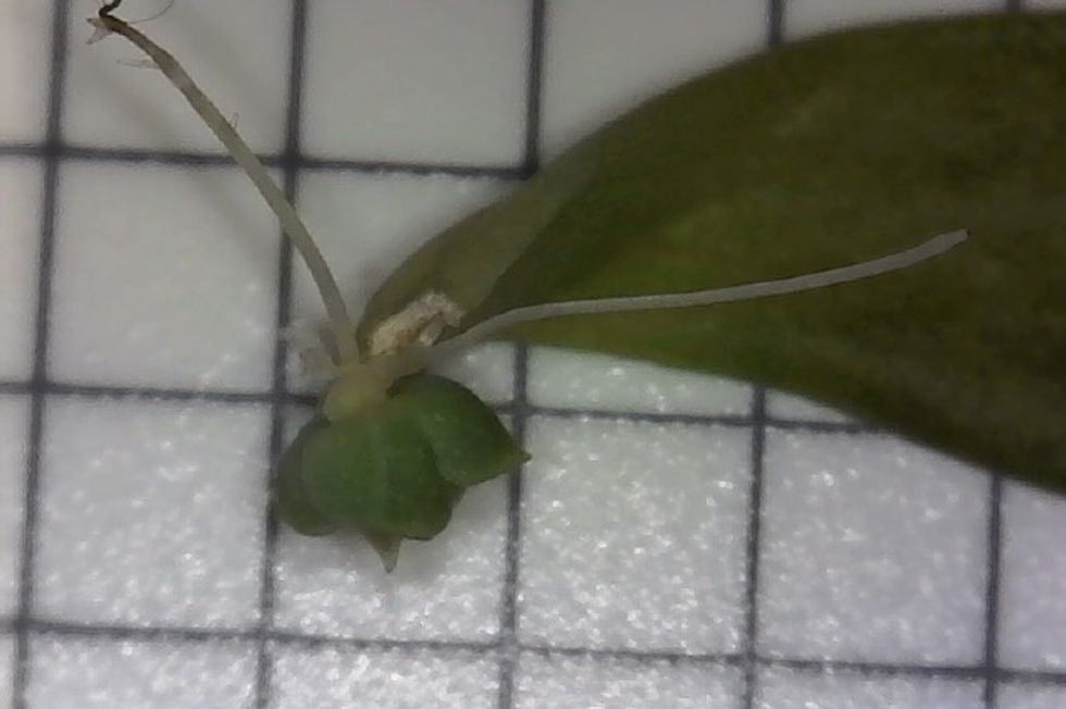 A succulent magnified