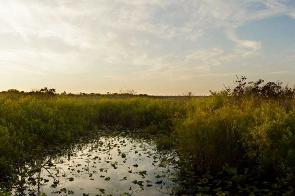 Florida's Republican governor surprises critics by saving 20,000 acres of the Everglades from oil drilling