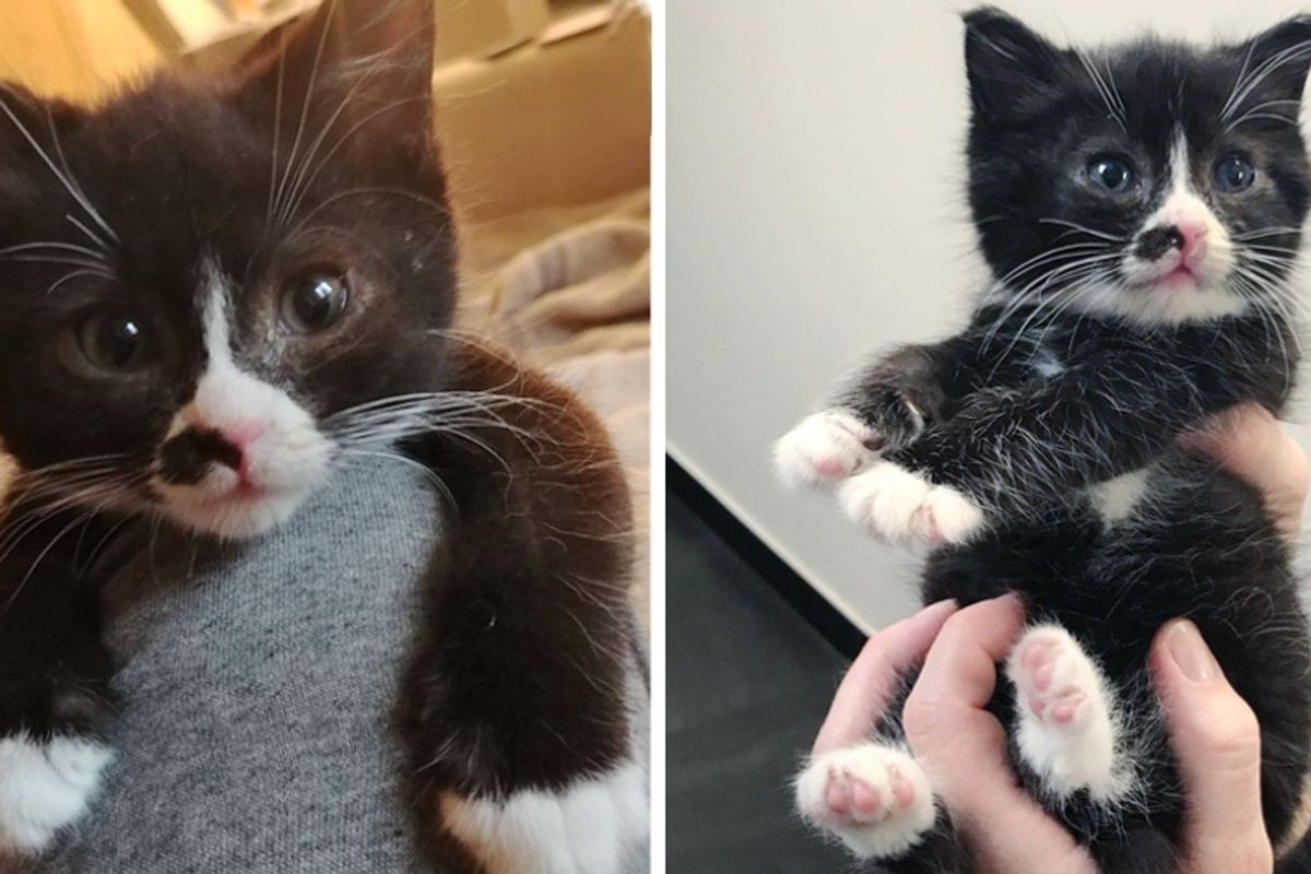 Kitten Rescued Alone Outside, Crawls onto a Warm Lap and Won’t Let Go