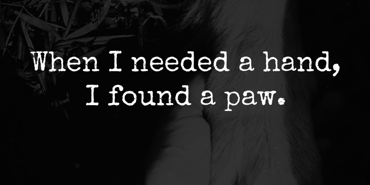 When I Needed A Hand, I Found A Paw