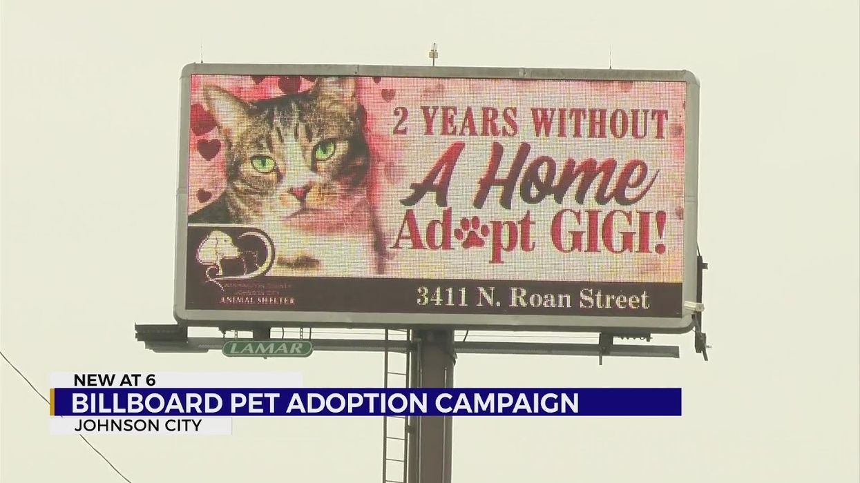 Tennessee animal shelter buys billboards in hopes of finding homes for its long-term residents