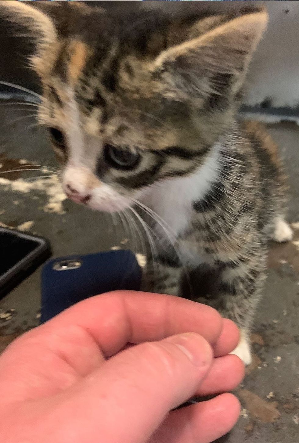 Stray Kitten Latches Onto Man S Shoulder And Won T Let Go After
