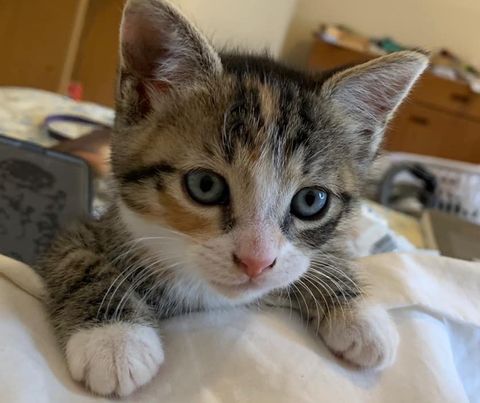 Stray Kitten Latches onto Mans Shoulder and Wont Let Go After She Snuck ...