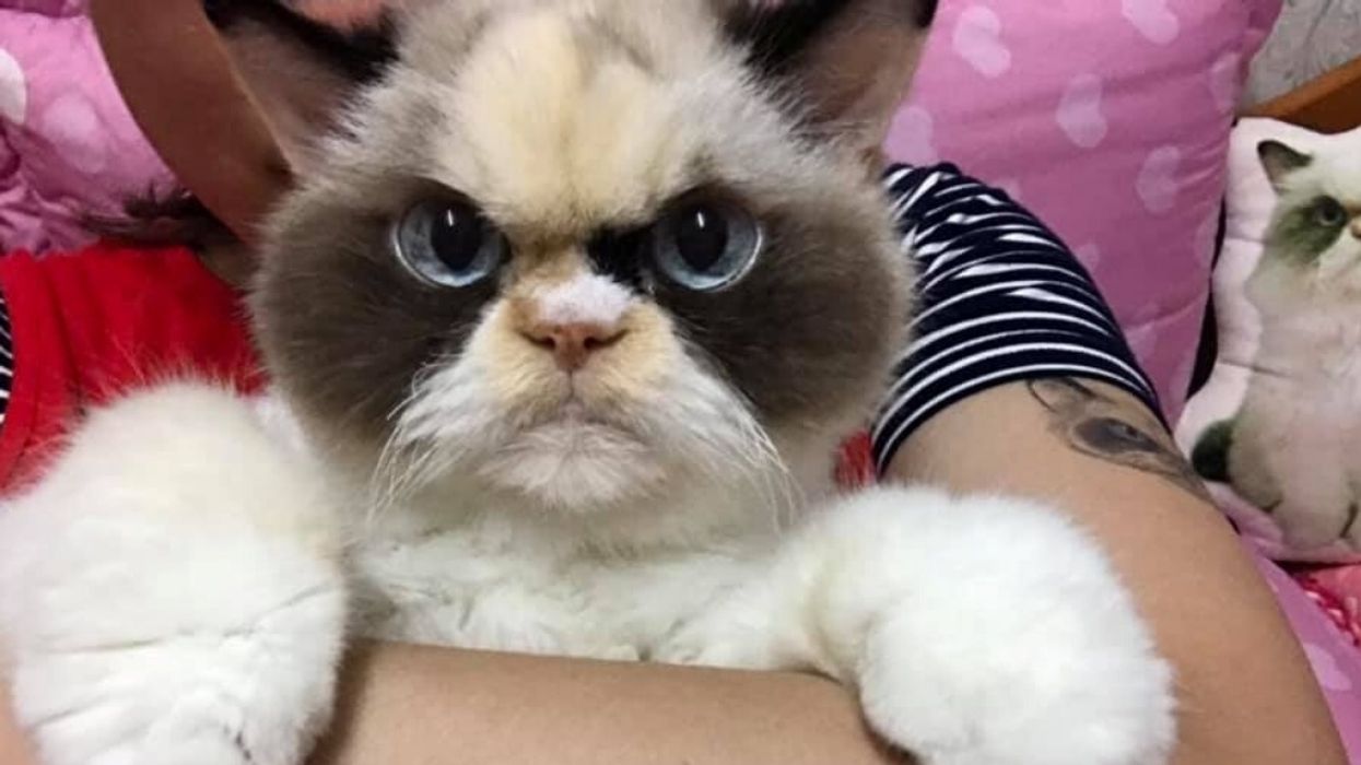 Cat Goes Viral After The Internet Realizes Just How Much She Looks Like 'Grumpy Cat'