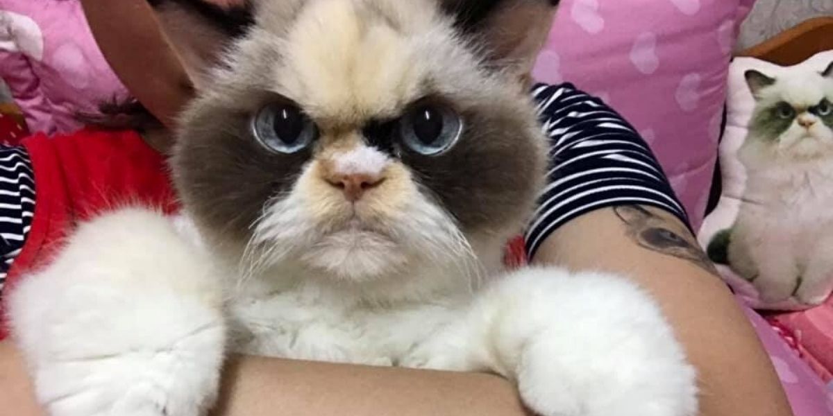 Cat Goes Viral After The Realizes Just How Much She Looks Like