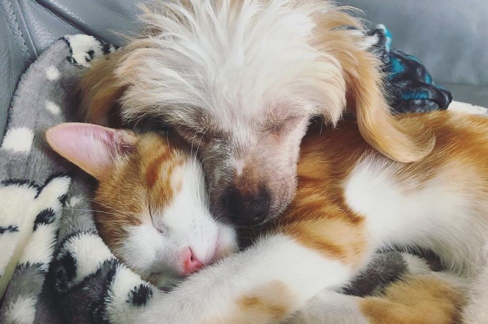 Stray Kitten Cuddles Family Dog And Insists On Being His