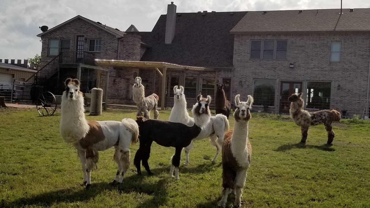 You can visit a castle in Texas called ShangriLlama that's full of adorable, friendly llamas