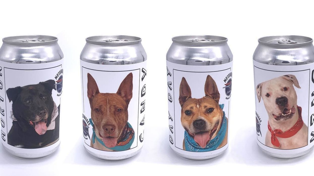 Florida Brewery puts shelter dogs on its beer cans in help get them a forever home