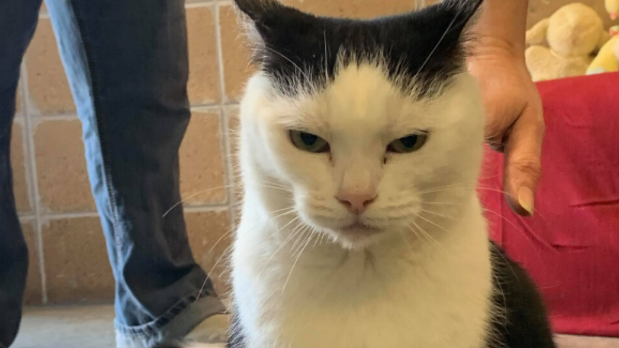 Animal Shelter Makes Hilariously Brutal Facebook Post In Hopes Of Finding Home For 'World's Worst Cat'